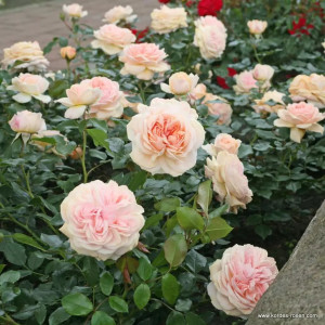 GARDEN OF ROSES® 